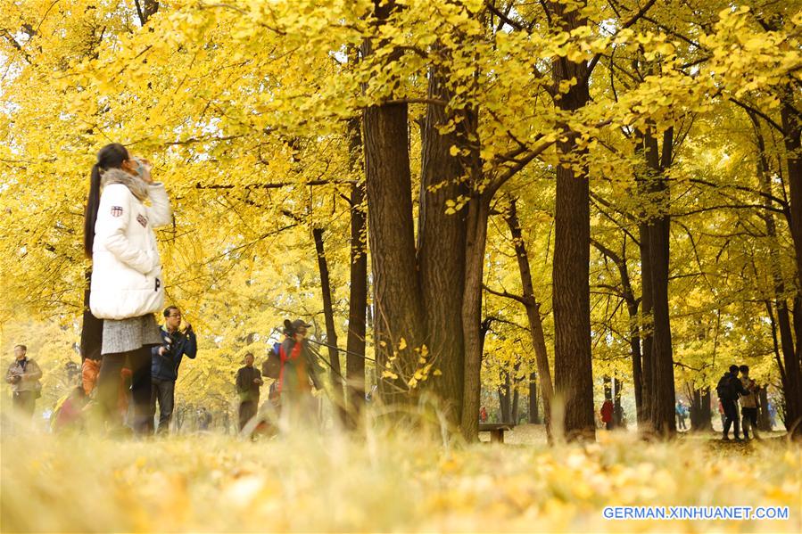 #CHINA-SHANDONG-GINKGO LEAVES (CN)