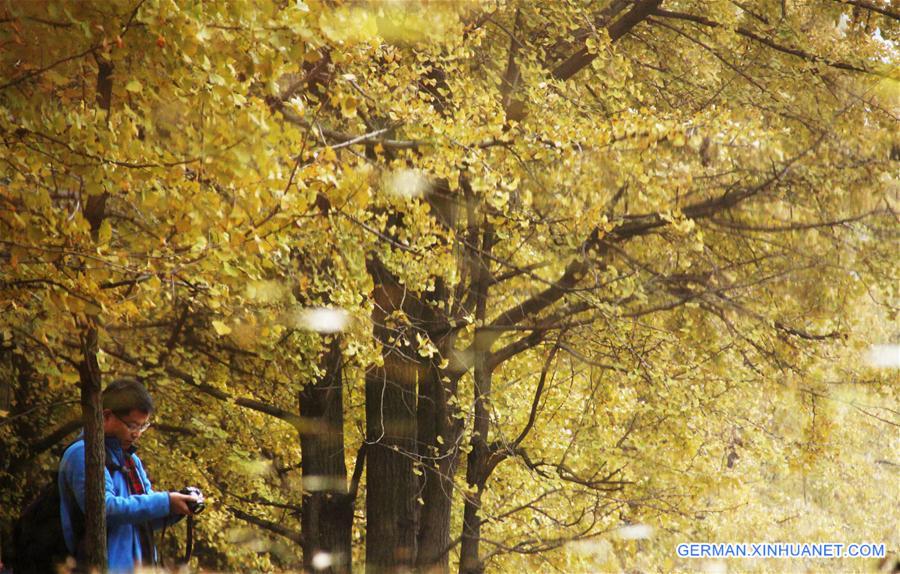 #CHINA-SHANDONG-GINKGO LEAVES (CN)