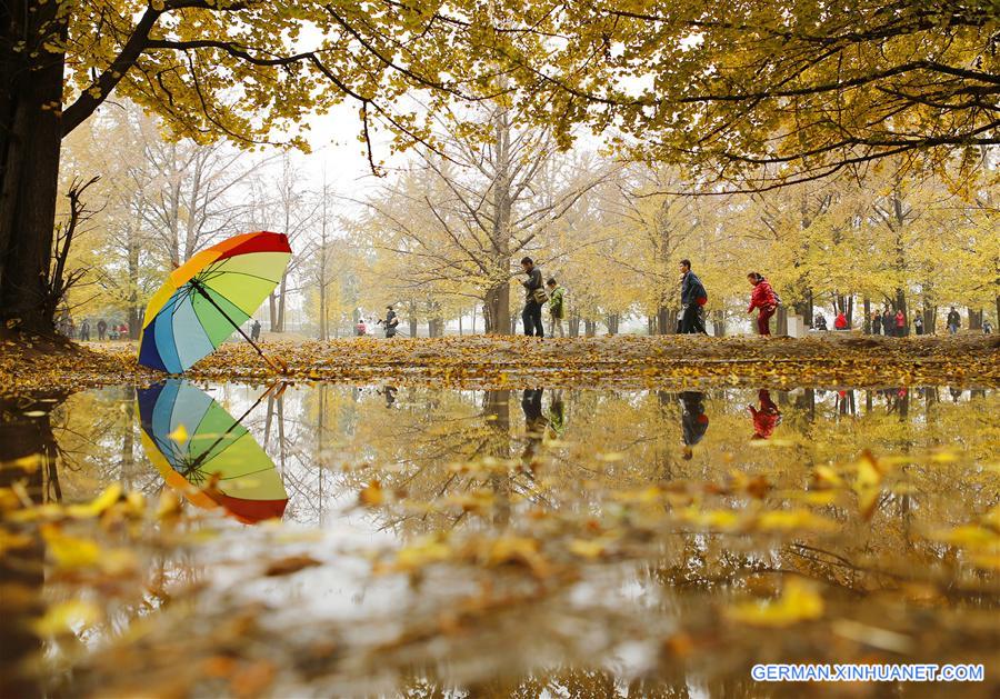 #CHINA-SHANDONG-GINKGO LEAVES (CN)