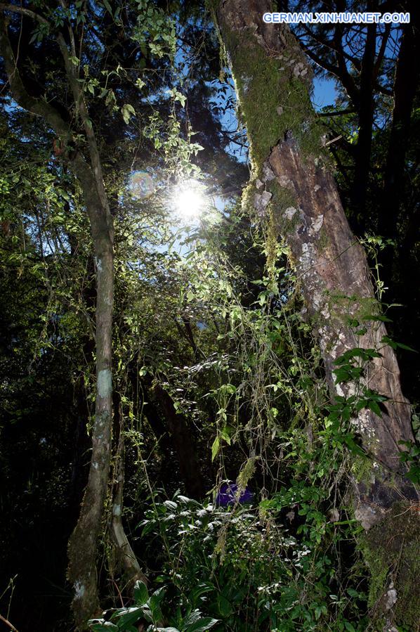 CHINA-TAIWAN-ALI MOUNTAIN-SCENERY (CN)