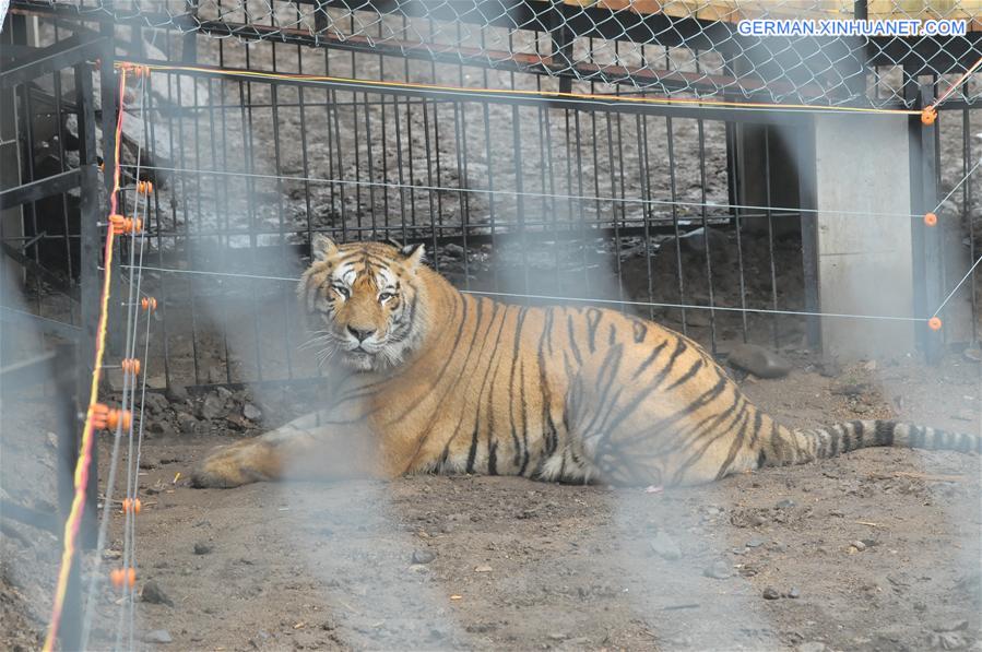 #CHINA-HEILONGJIANG-SIBERIAN TIGER (CN)