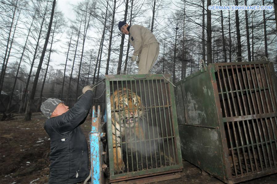 #CHINA-HEILONGJIANG-SIBERIAN TIGER (CN)