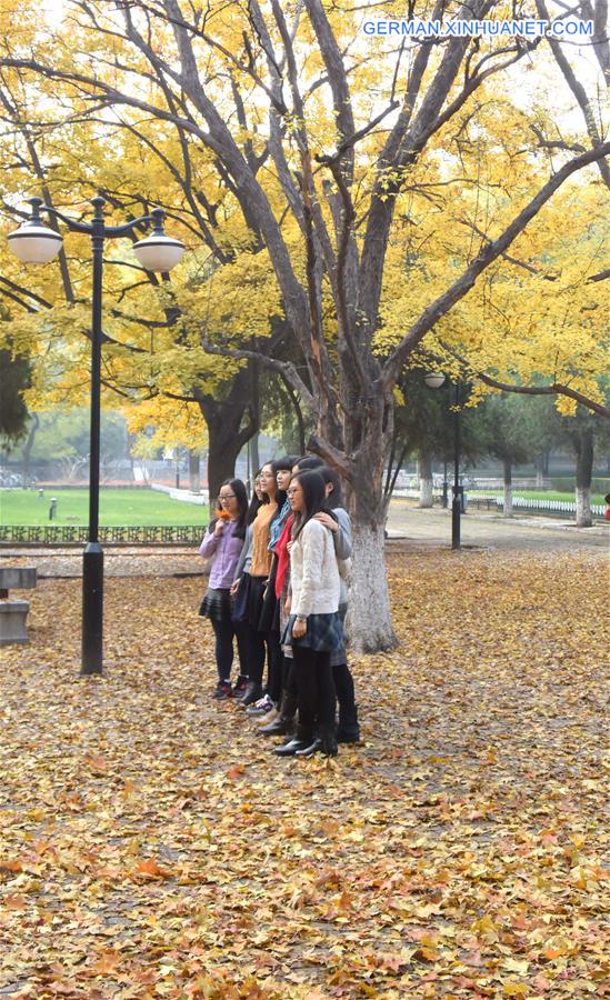 CHINA-JINAN-MAPLE-SCENERY (CN)