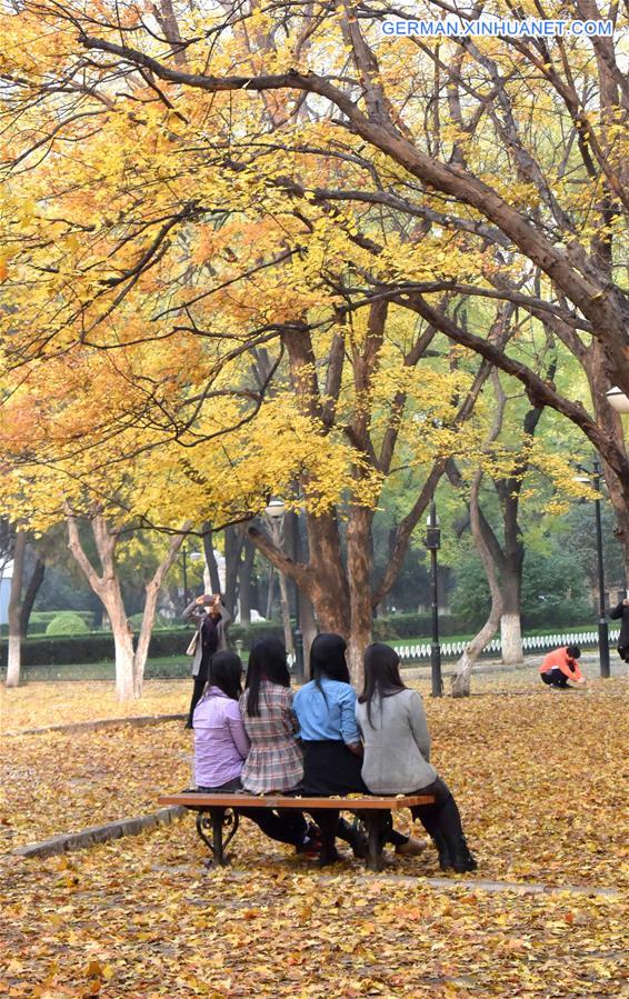 CHINA-JINAN-MAPLE-SCENERY (CN)