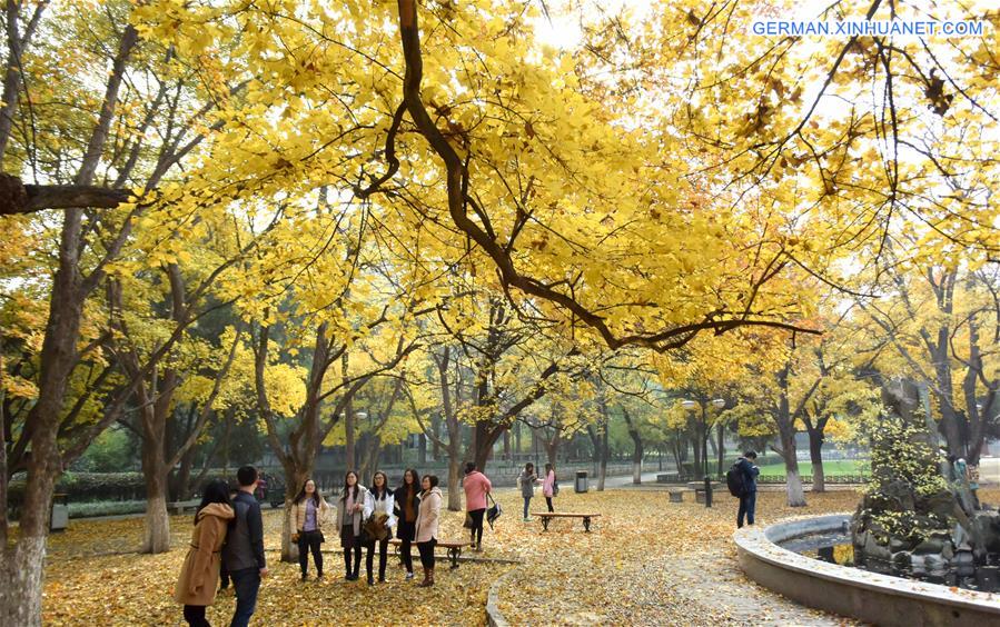 CHINA-JINAN-MAPLE-SCENERY (CN)