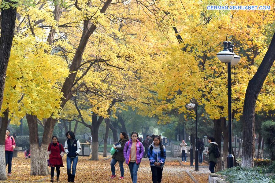 CHINA-JINAN-MAPLE-SCENERY (CN)