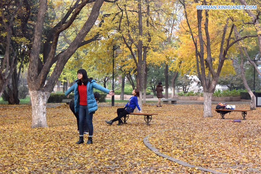 CHINA-JINAN-MAPLE-SCENERY (CN)