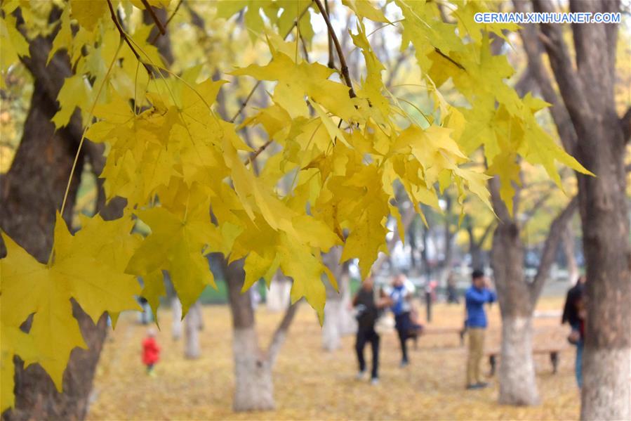 CHINA-JINAN-MAPLE-SCENERY (CN)