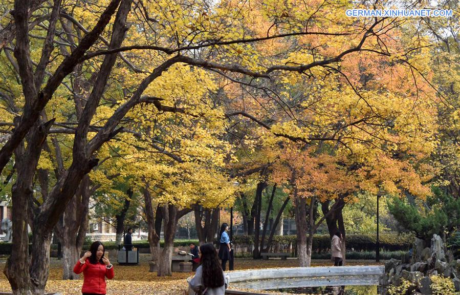 CHINA-JINAN-MAPLE-SCENERY (CN)