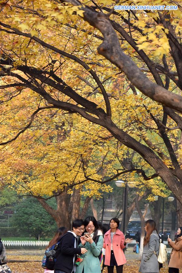 CHINA-JINAN-MAPLE-SCENERY (CN)