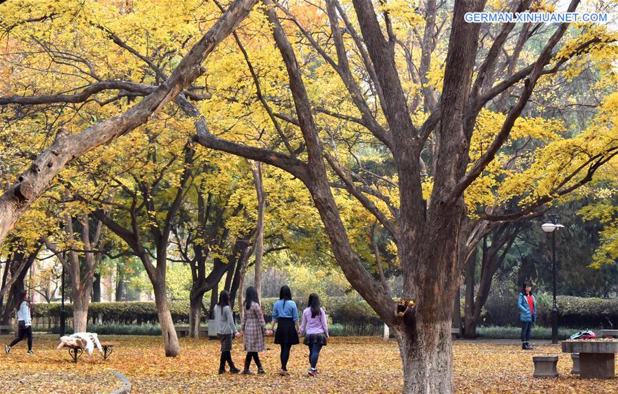 CHINA-JINAN-MAPLE-SCENERY (CN)