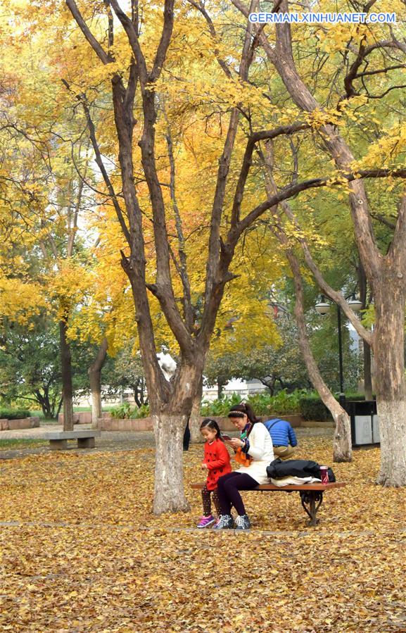 CHINA-JINAN-MAPLE-SCENERY (CN)