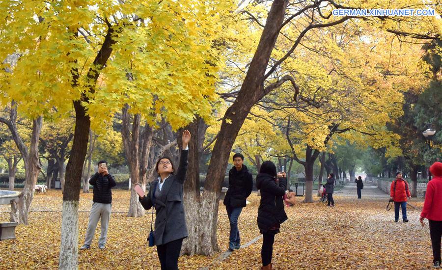 CHINA-JINAN-MAPLE-SCENERY (CN)