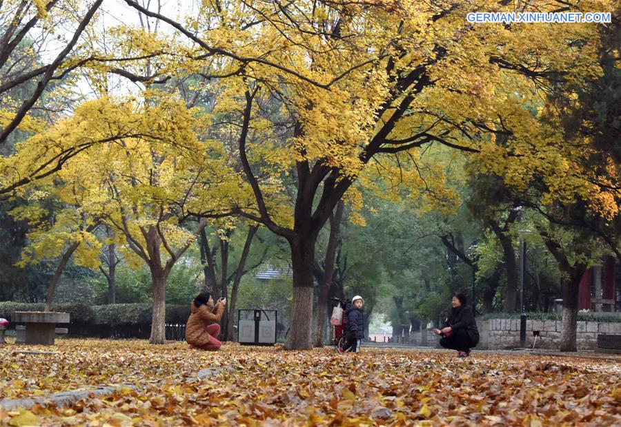 CHINA-JINAN-MAPLE-SCENERY (CN)