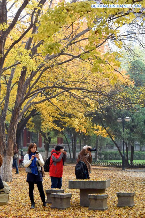 CHINA-JINAN-MAPLE-SCENERY (CN)