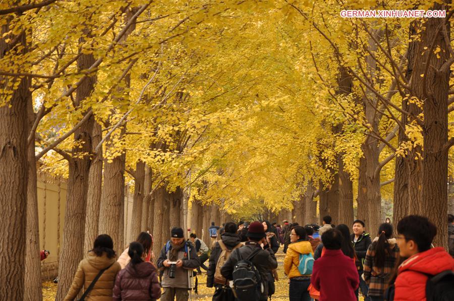 CHINA-BEIJING-GINKGO TREES (CN)