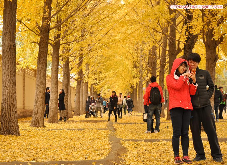 CHINA-BEIJING-GINKGO TREES (CN)