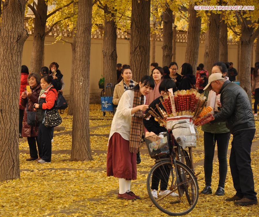 CHINA-BEIJING-GINKGO TREES (CN)