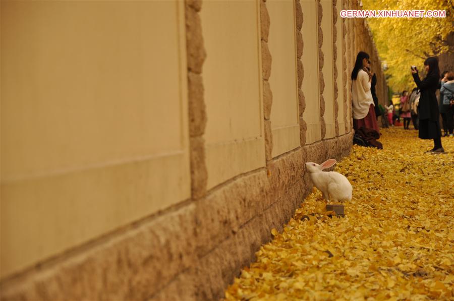 CHINA-BEIJING-GINKGO TREES (CN)