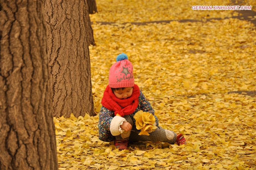 CHINA-BEIJING-GINKGO TREES (CN)