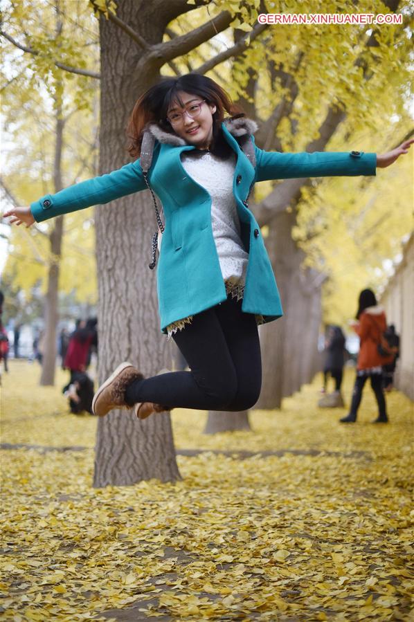 CHINA-BEIJING-GINKGO TREES (CN)