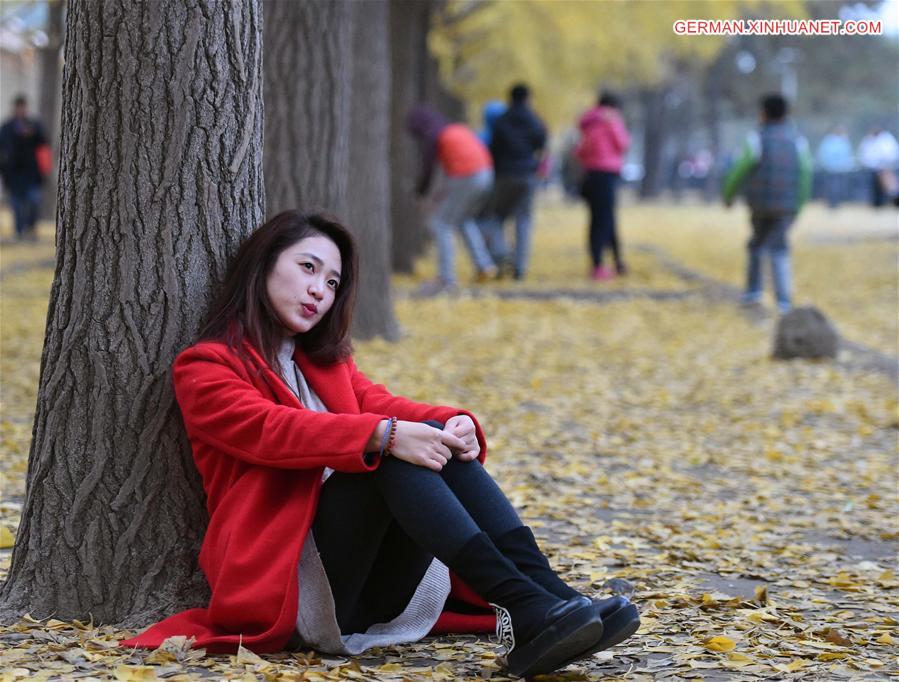 CHINA-BEIJING-GINKGO TREES (CN)