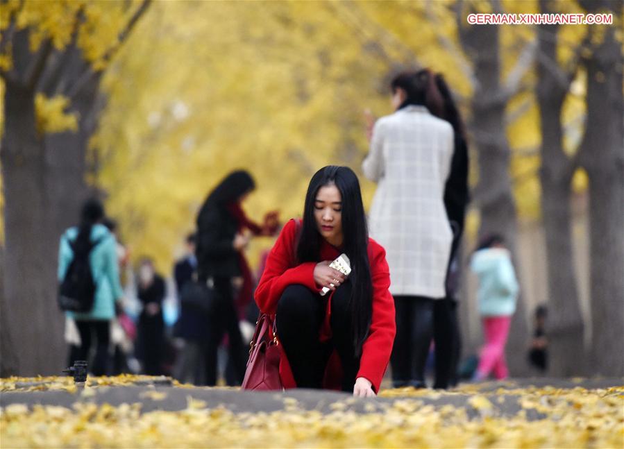 CHINA-BEIJING-GINKGO TREES (CN)