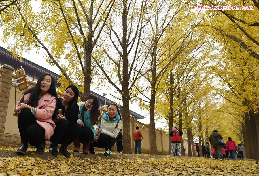 CHINA-BEIJING-GINKGO TREES (CN)