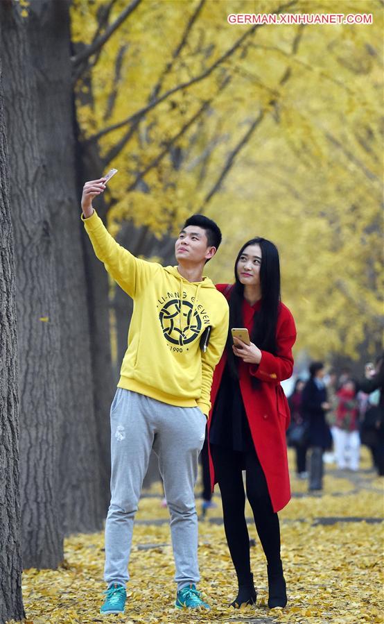 CHINA-BEIJING-GINKGO TREES (CN)