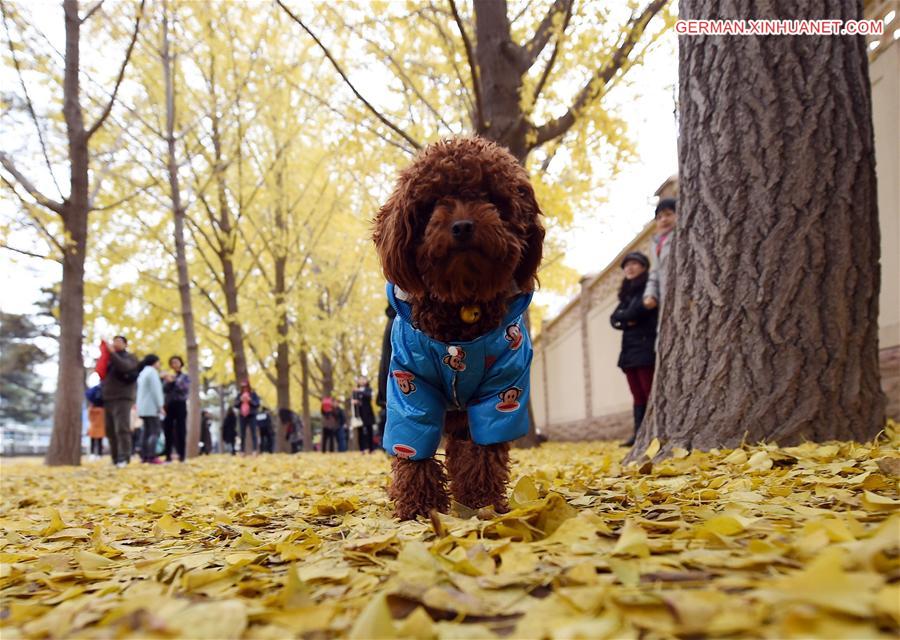 CHINA-BEIJING-GINKGO TREES (CN)