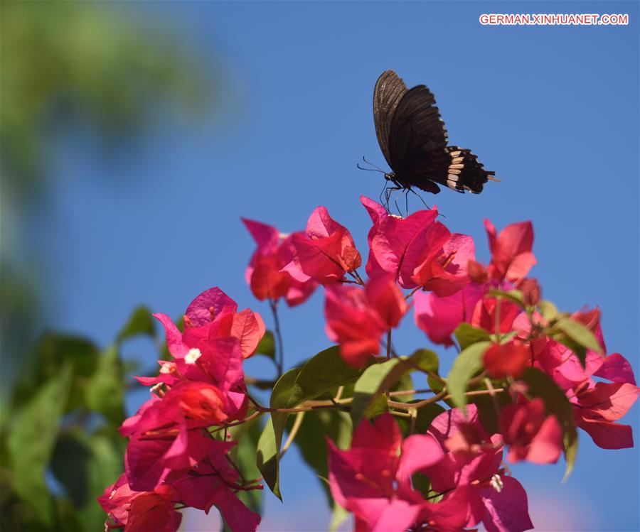 #CHINA-HAINAN-SCENERY(CN)