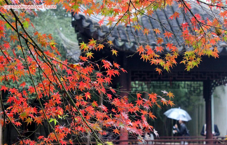 #CHINA-JIANGSU-SUZHOU-MAPLE(CN)