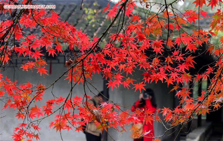 #CHINA-JIANGSU-SUZHOU-MAPLE(CN)