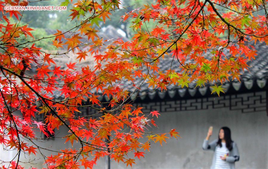 #CHINA-JIANGSU-SUZHOU-MAPLE(CN)