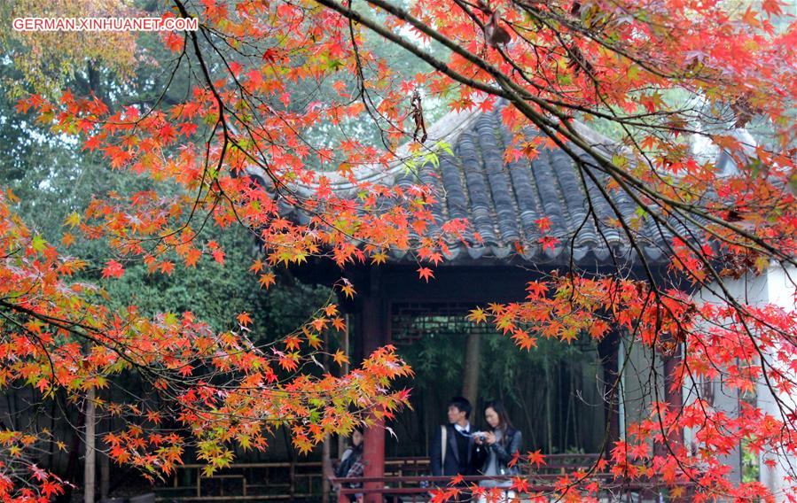 #CHINA-JIANGSU-SUZHOU-MAPLE(CN)