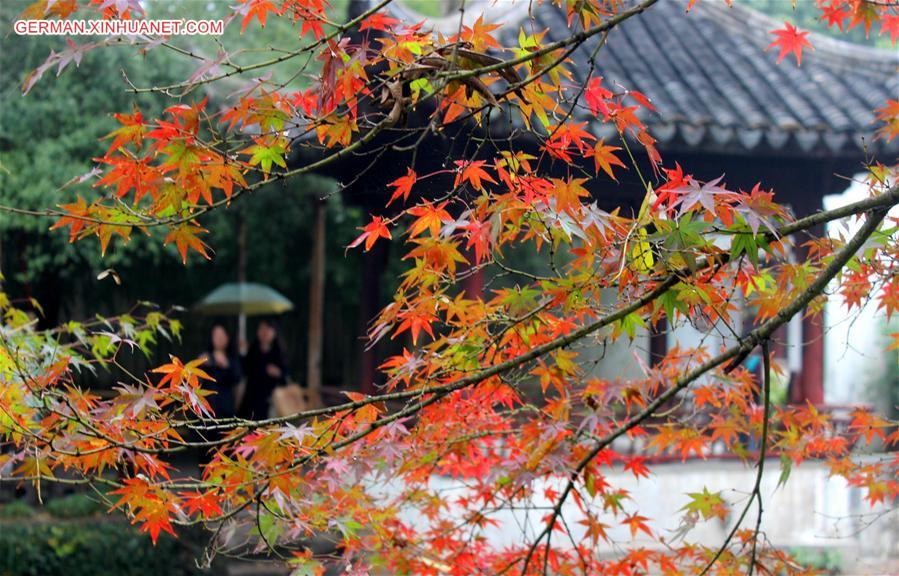 #CHINA-JIANGSU-SUZHOU-MAPLE(CN)