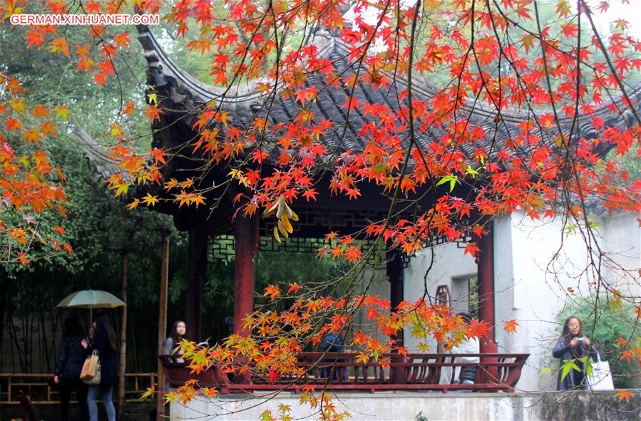 #CHINA-JIANGSU-SUZHOU-MAPLE(CN)