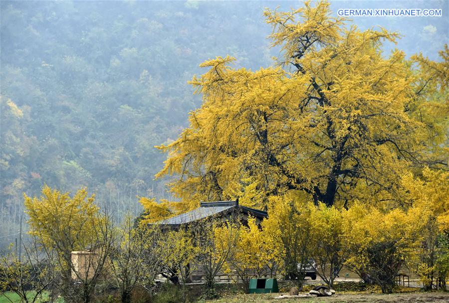 CHINA-HUBEI-GINKGO TREES (CN)