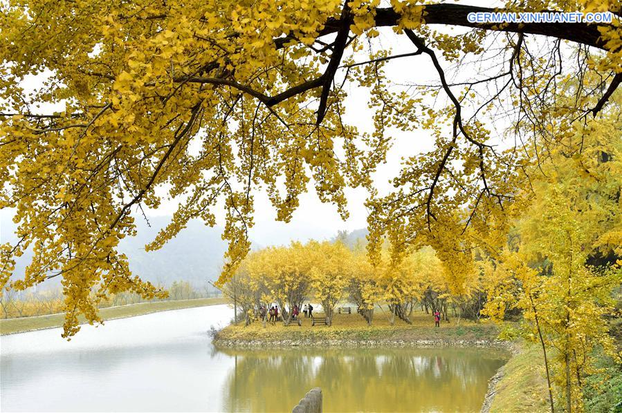 CHINA-HUBEI-GINKGO TREES (CN)