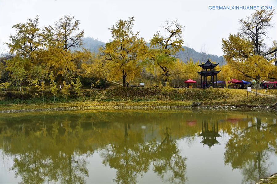 CHINA-HUBEI-GINKGO TREES (CN)