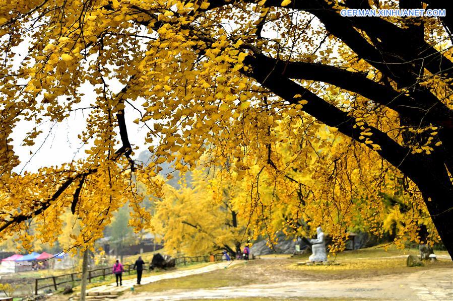 CHINA-HUBEI-GINKGO TREES (CN)