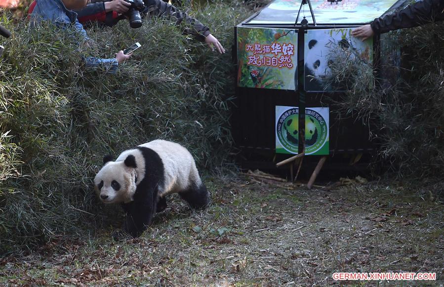 CHINA-SICHUAN-PANDA-RELEASED INTO WILD (CN)