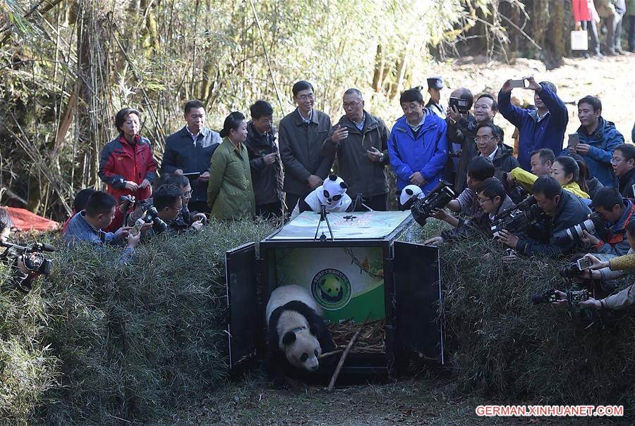 CHINA-SICHUAN-PANDA-RELEASED INTO WILD (CN)