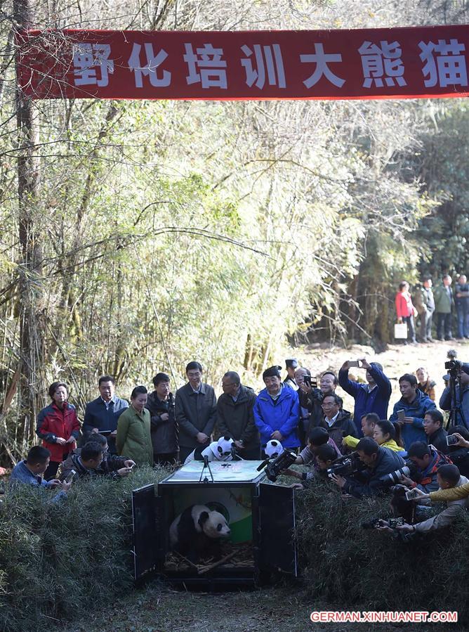 CHINA-SICHUAN-PANDA-RELEASED INTO WILD (CN)