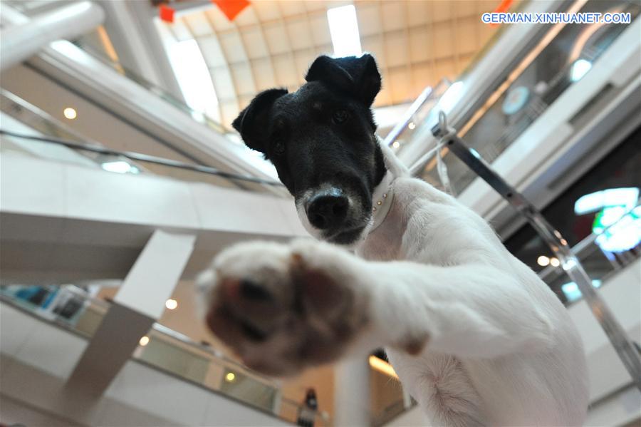 THAILAND-BANGKOK-INTERNATIONAL DOG SHOW