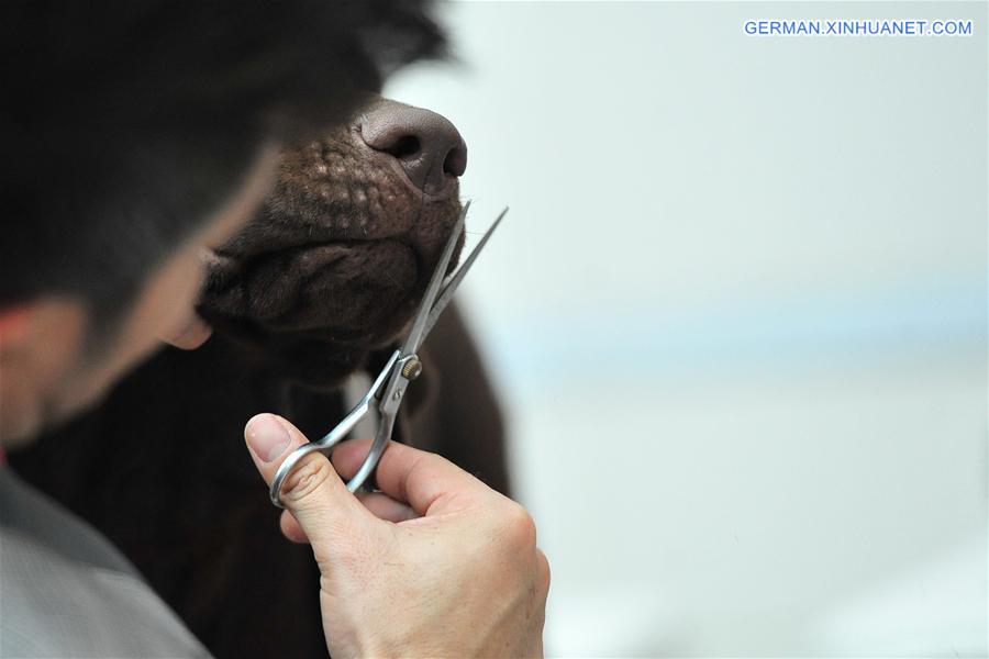 THAILAND-BANGKOK-INTERNATIONAL DOG SHOW