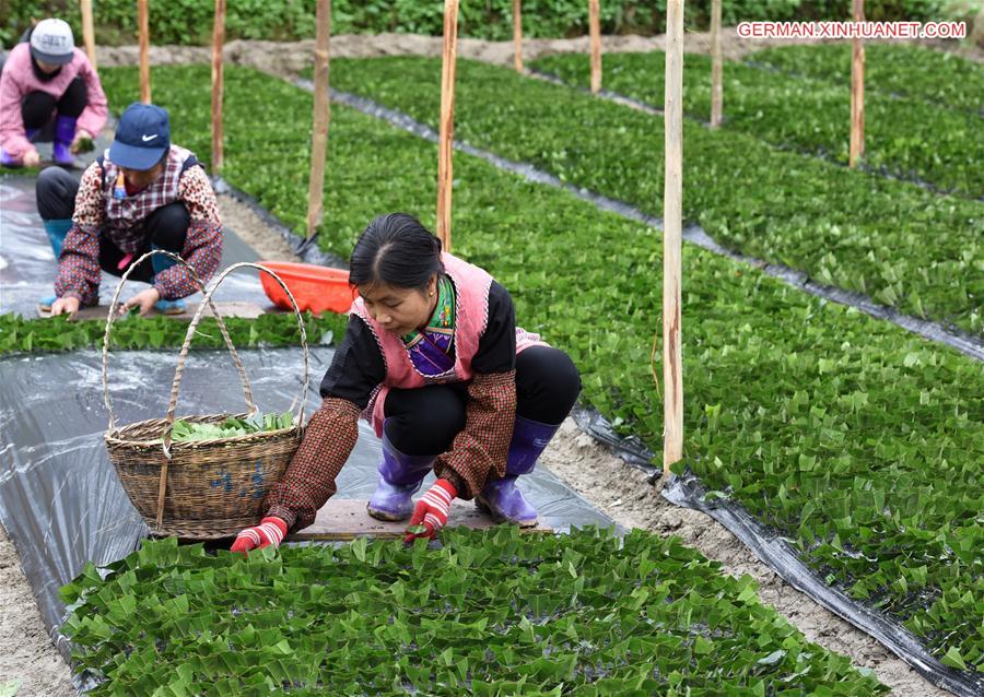 #（经济）（2）广西三江：千年古茶育新苗