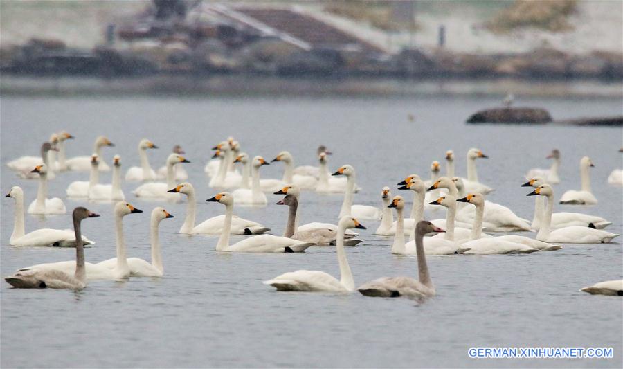 CHINA-BEIJING-WINTER-SWANS (CN)