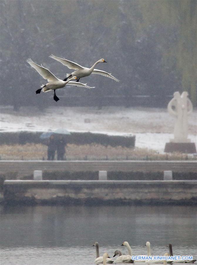 CHINA-BEIJING-WINTER-SWANS (CN)