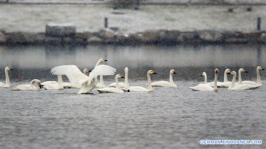 CHINA-BEIJING-WINTER-SWANS (CN)